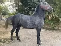 Égua, Cavalos — foto 5