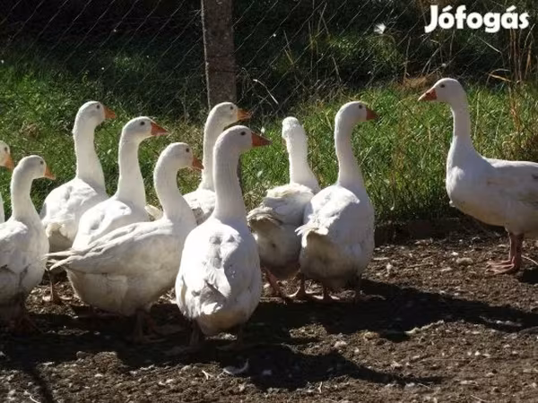 Geese