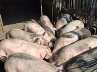 Pigs (batch, sex not specified), Крупная белая — photo 3