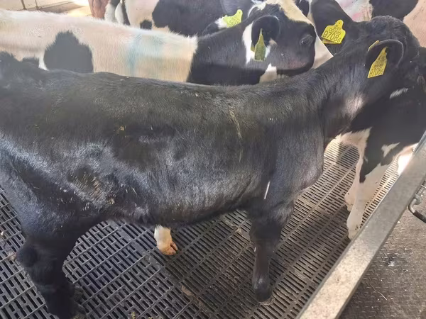 Krowa, Russian Black pied cattle