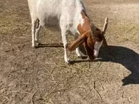 Koza, Boer goat — zdjęcie 5