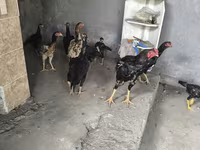 Chickens — fotografija 7