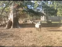 Owca, Vendee sheep — zdjęcie 2