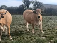 Krava, Aubrac cattle — fotografija 1