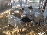 公羊, White Suffolk sheep — 照片 5