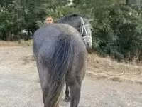 Égua, Cavalos — foto 3