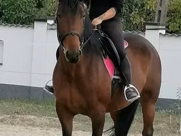 Kobyła, Hungarian horse breed