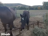 公马, Horses — 照片 1