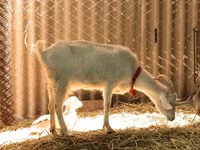 Koze (partija, pol nije naveden), Pomellata goat — fotografija 8