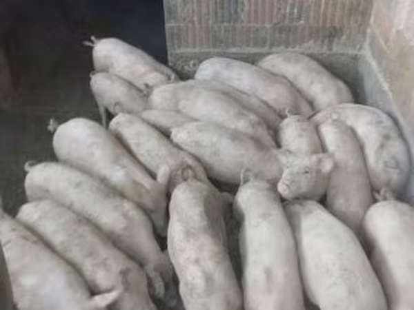 公猪, Крупная белая