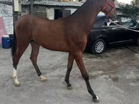 Pastuv, Akhal-Teke — fotografija 2