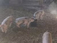 Sow, Юкатанский мини-пиг — photo 3