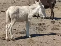 Cheval, Chevaux — photo 4