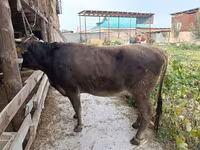 Cow, Swiss cattle — photo 3