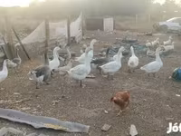 Geese — fotografija 1