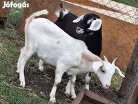 Schafe (Partie, Geschlecht nicht angegeben), Dorper sheep — Foto 3