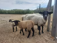 Қой, White Suffolk sheep — 5-сурет