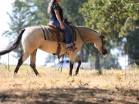 Kobyła, Quarter Horse — zdjęcie 8
