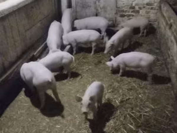 Свині (партія, стать не вказано),  — Угорщина