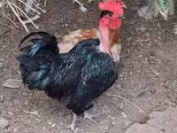 Chickens — foto 3