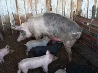 猪（批次，未指定性别）, Pigs — 照片 4