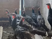 Turkeys — fotografija 5