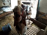 Koza, Beetal goats — fotografija 7