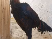 Chickens — fotografija 7