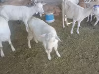 Boucs, Saanen goat — photo 5