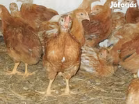 Chickens — 照片 4