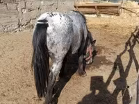Aygʻir, Appaloosa — 3-rasm