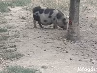 母猪, Гёттингенский минипиг — 照片 1