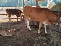 Vaca, Simmental cattle — foto 1