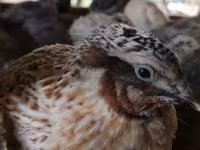 Quails — fotografija 1