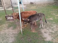 雌牛, Swiss cattle — 写真 2