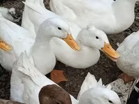 Nemački pekin — fotografija 1