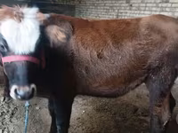 Krowa, Kalmucka rasa — zdjęcie 1