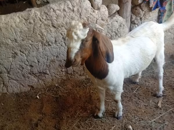 Jarac, Boer goat