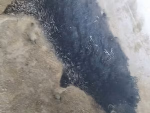 Säue, Мангалица