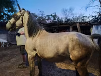 Cavalo, Cavalos — foto 3