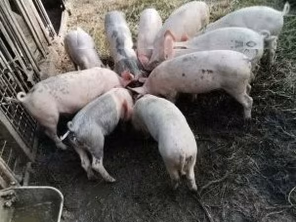 Świnie (partia, płeć nieokreślona), Świnie — Węgry