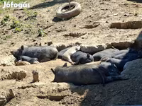 Boar, Вьетнамская вислобрюхая — photo 8