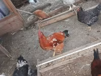 براهما — الصورة 4