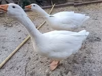 Geese — Foto 3