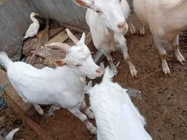 Billy Goat, Goats