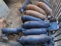 公猪, Pigs — 照片 3