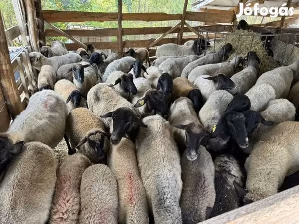 Ovelha, Tsigai sheep — Hungria