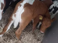 Bik, Simmental cattle — fotografija 5