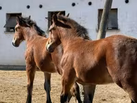 Caballo, Caballos — foto 2