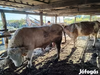 公牛, Charolais cattle — 照片 2
